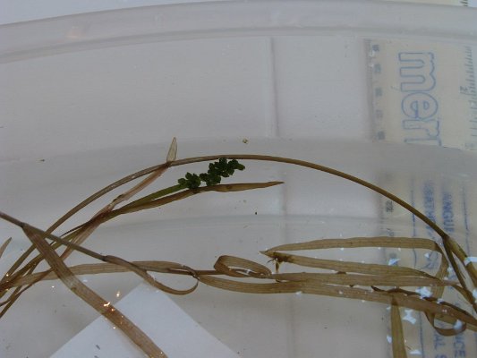 2-6ribbon-leaf_ pondweed seeds